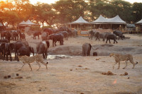 Game Viewing from the camp