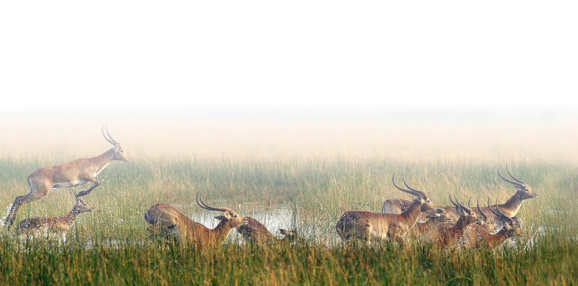 Safari landscape