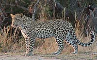 South Africa
