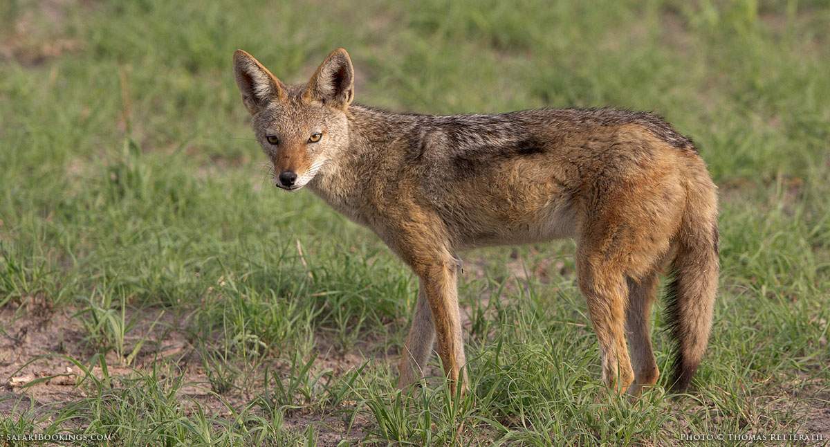 5 Fascinating Facts About the Black-backed Jackal