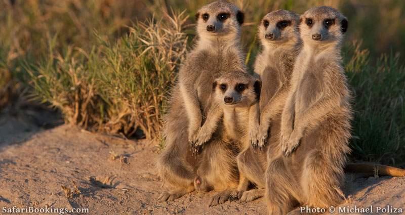 Experience real isolation in the vast Makgadikgadi Pans