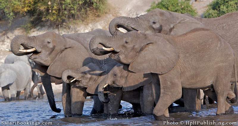 Meet the elephants of Chobe