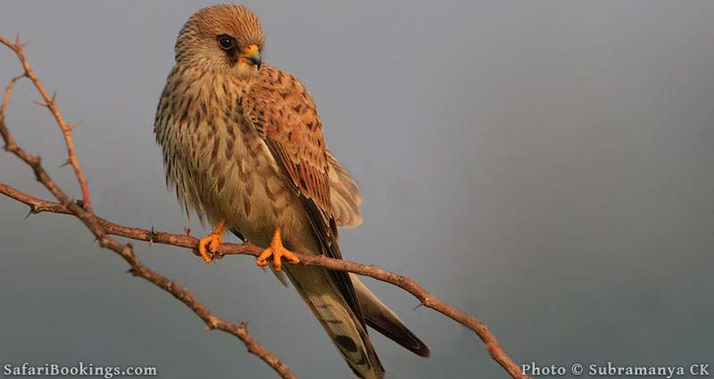 Go birding at Lake Ngami
