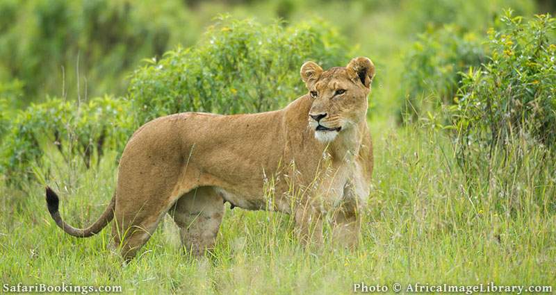 Lioness at Ol Pejeta. Photo by Ariadne van Zandbergen