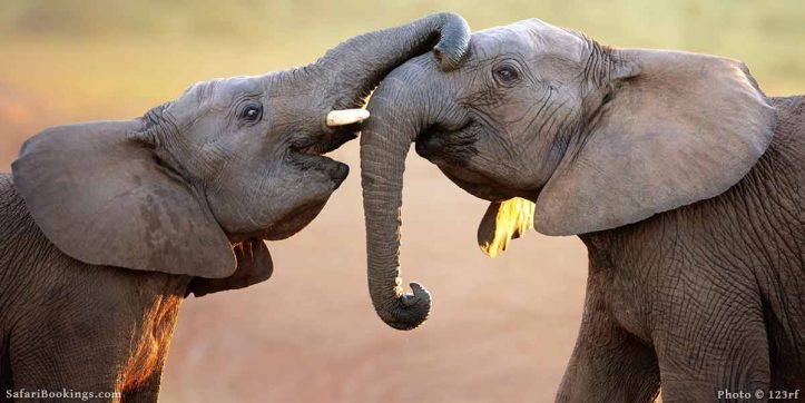 Best Safari Parks and Game Reserves Near Gqeberha (Port Elizabeth)
