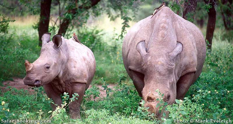 Rhinos in Hwange National Park, Zimbabwe