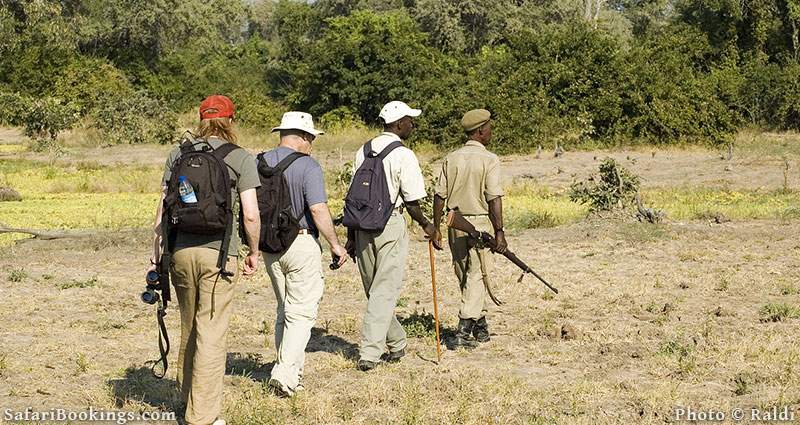 Walking Safari in South Luangwa in Zambia