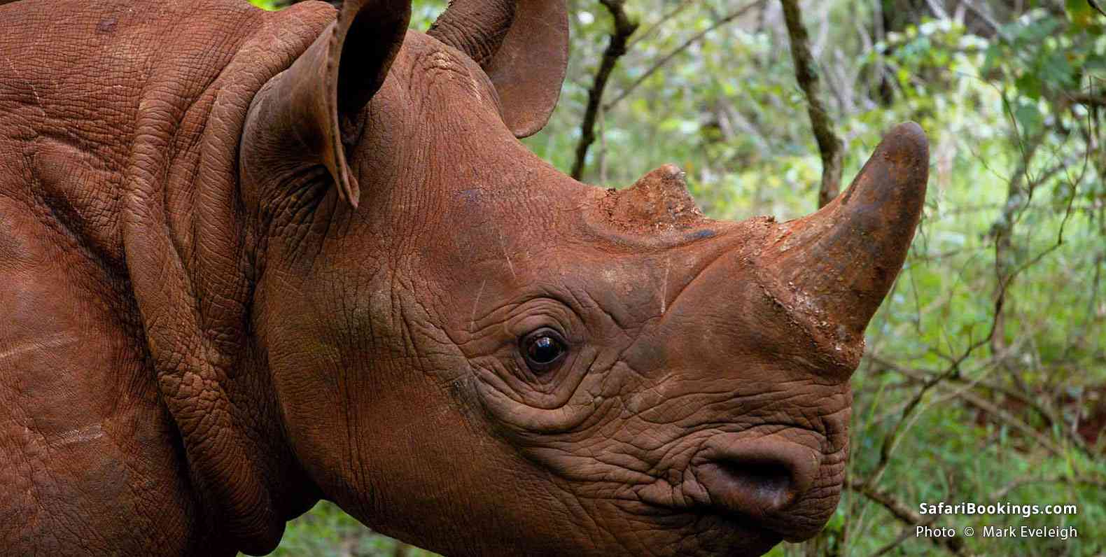 Rhinoceros at Nairobi National Park