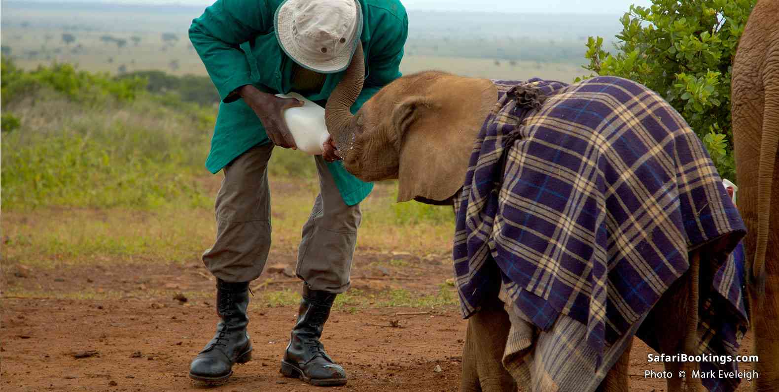 Elephant orphan fed by handler