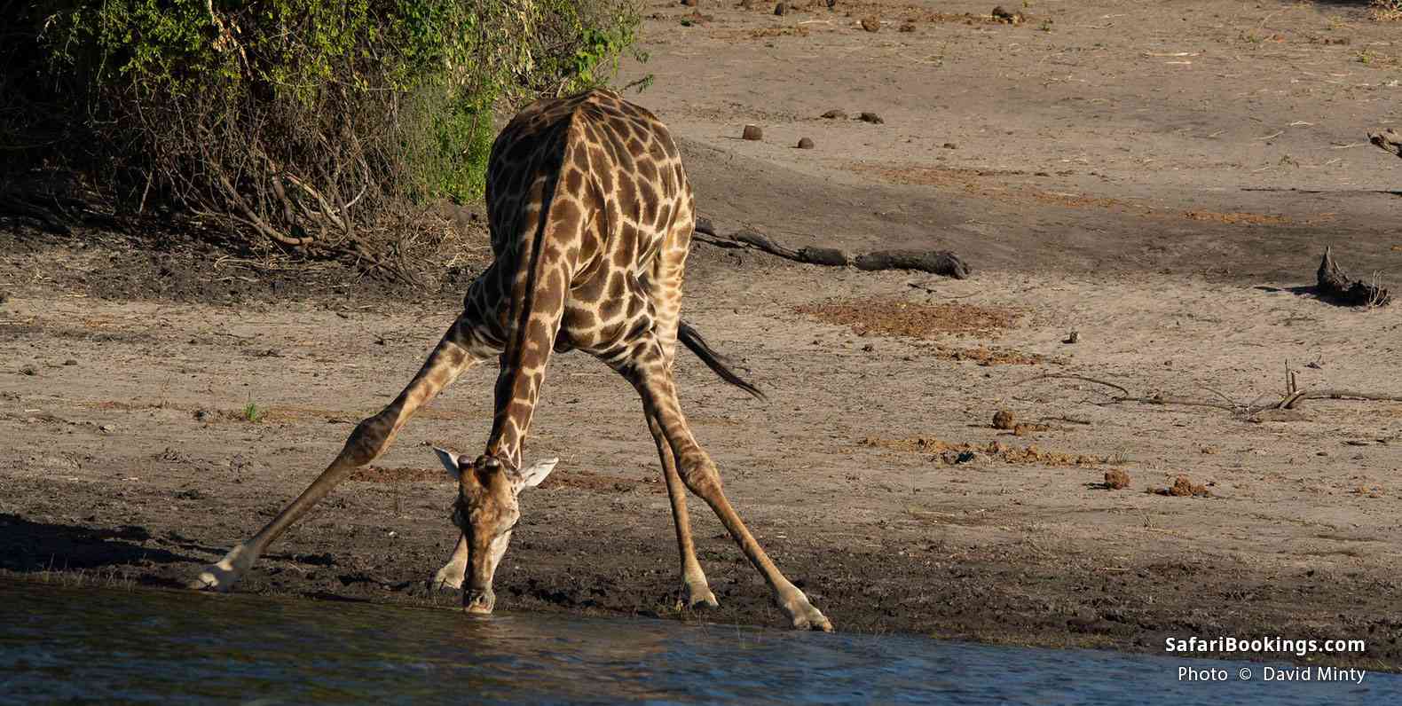 Giraffe drinking