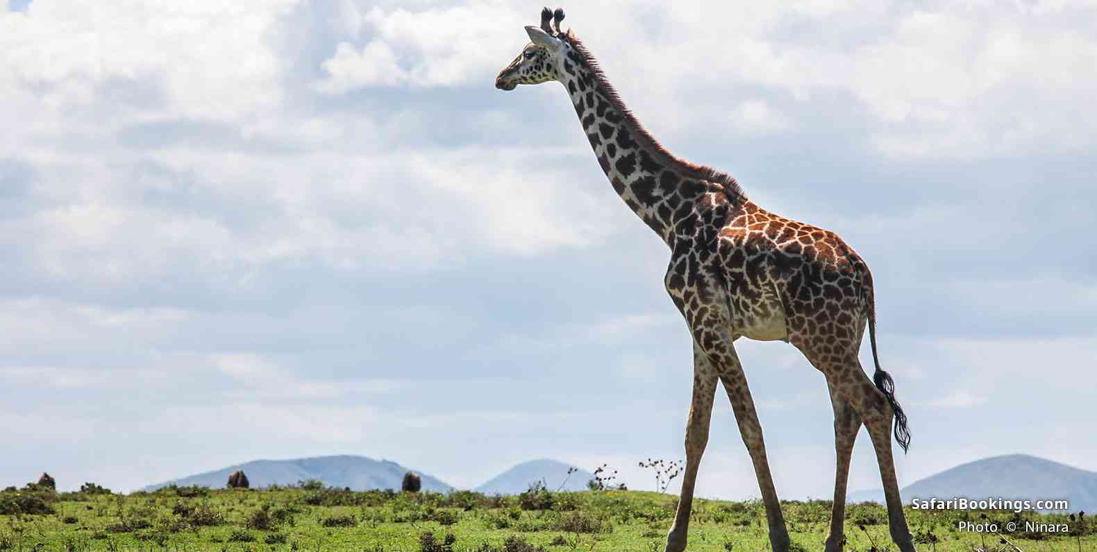 Giraffe, Crescent Island Game Sanctuary, Lake Naivasha
