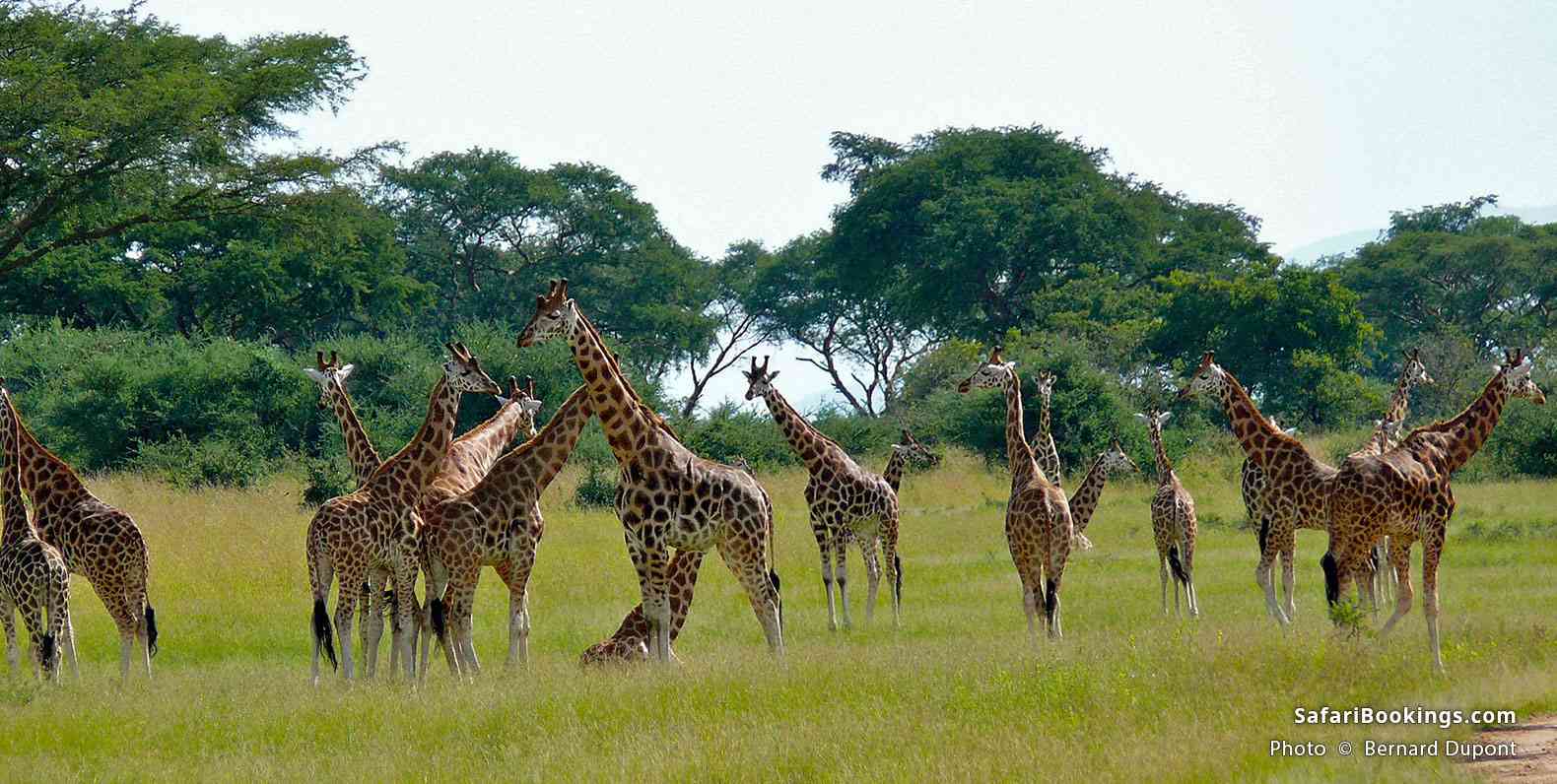Rothschild’s giraffes, Murchison Falls National Park