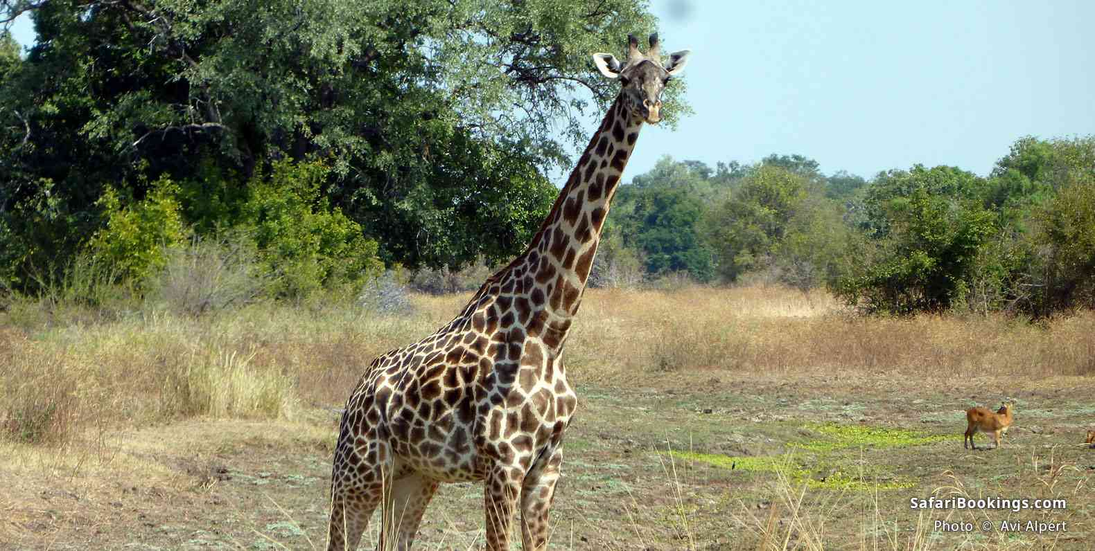 Thornicroft’s giraffe, Luangwa Valley