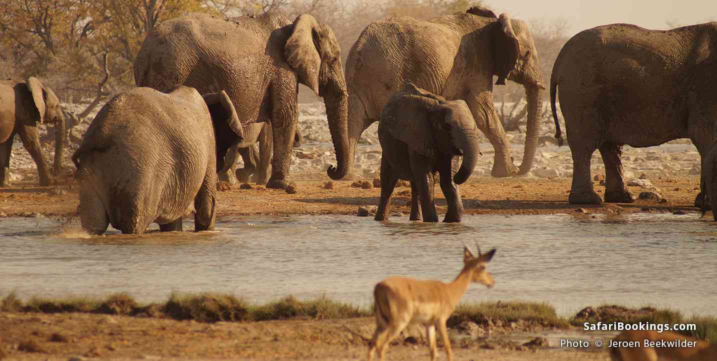 Waterhole at Etosha National Park