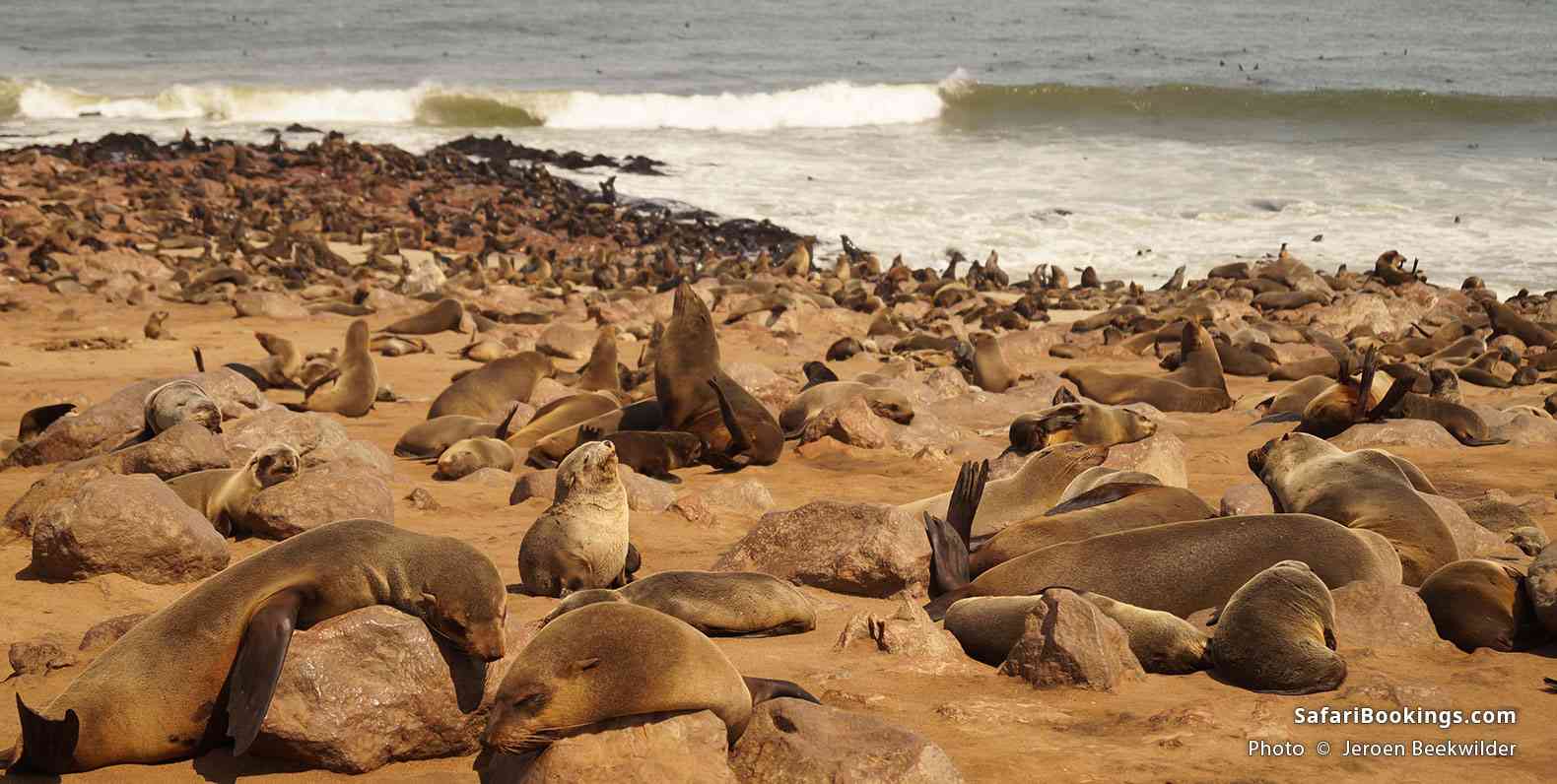 Cape fur seals at Cape Cross