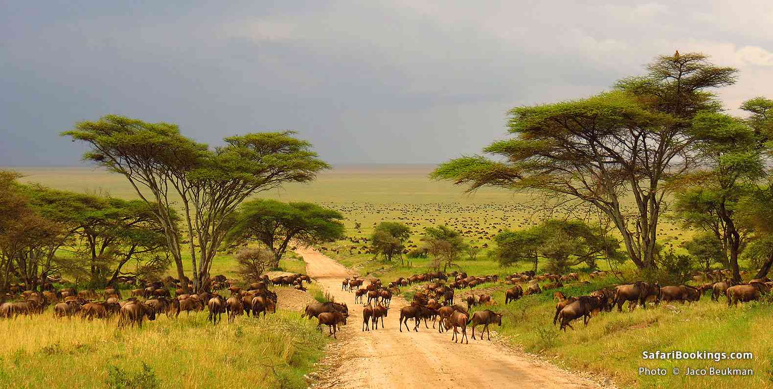 Wildebeest migration