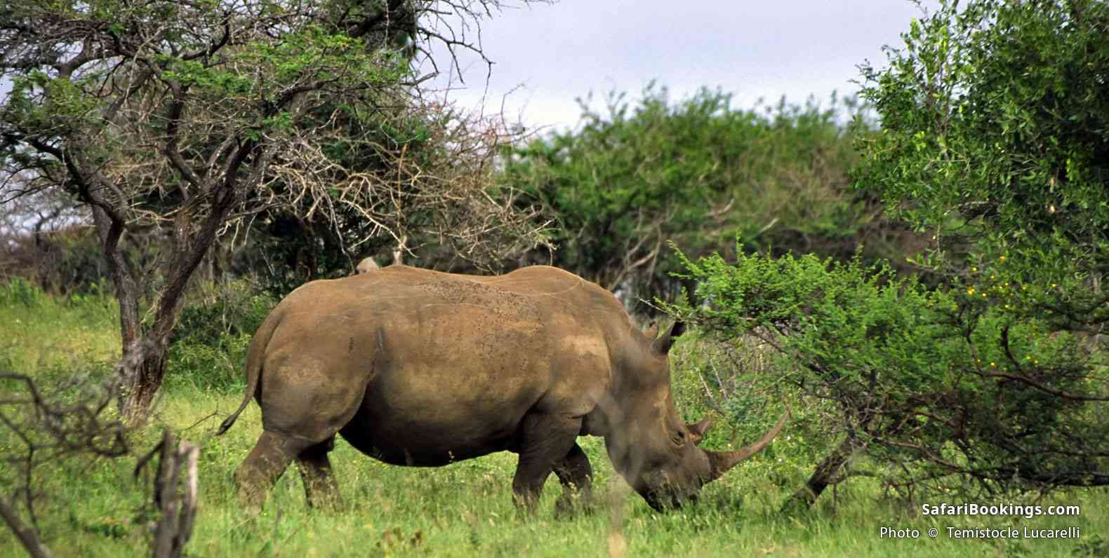 Rhino grazing