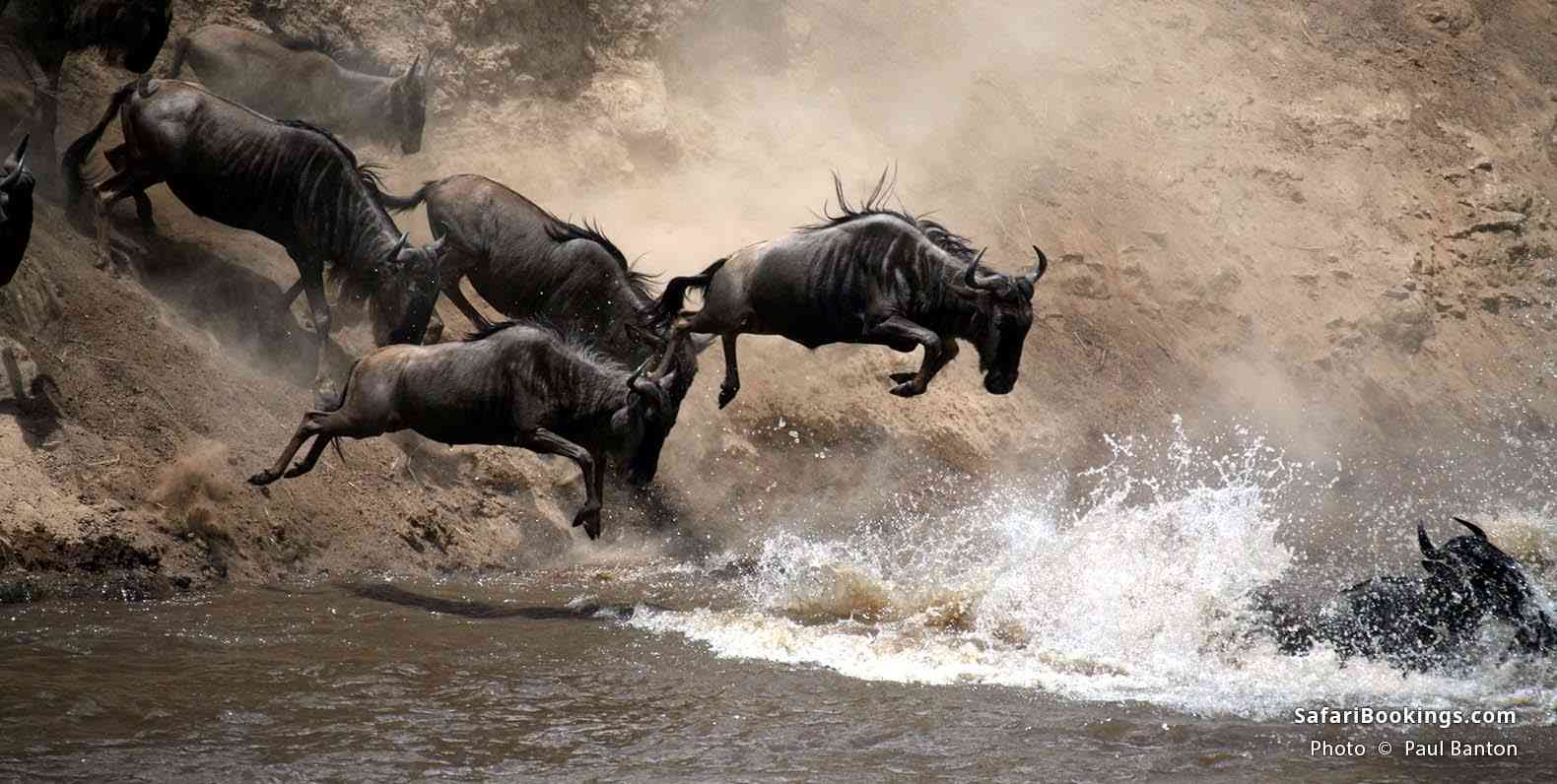 Wildebeest leap of faith into the Mara River
