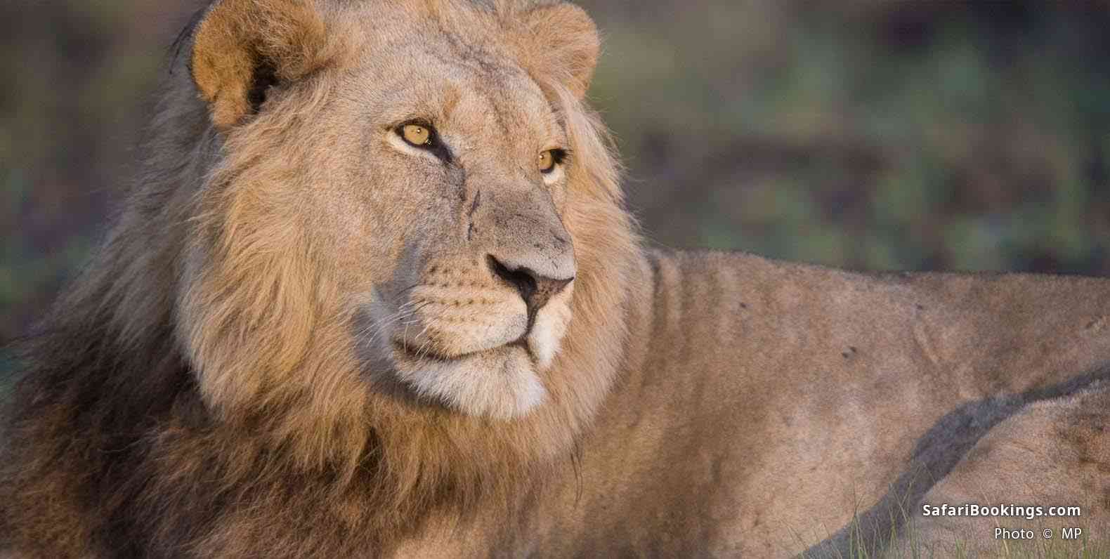 Close up of male lion