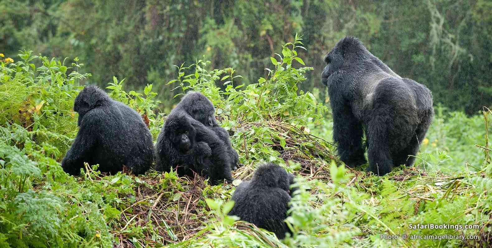 Mountain gorilla family with silverback
