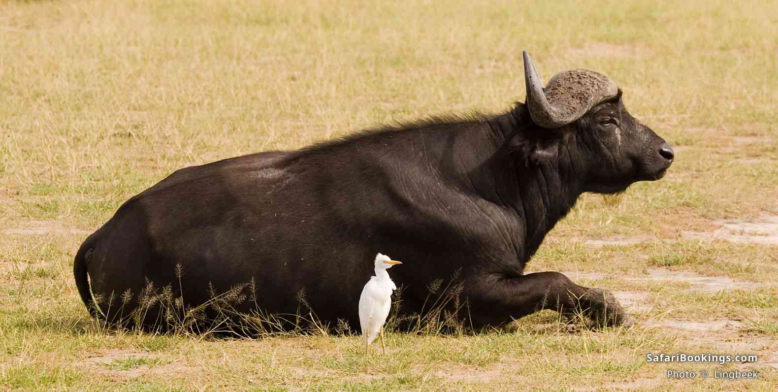Buffalo in Murchison Falls NP