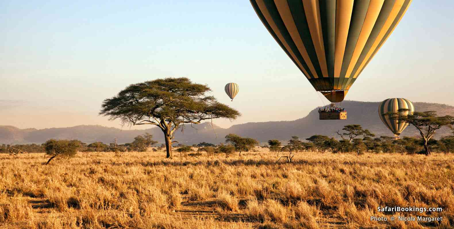 Hot air balloons at dawn