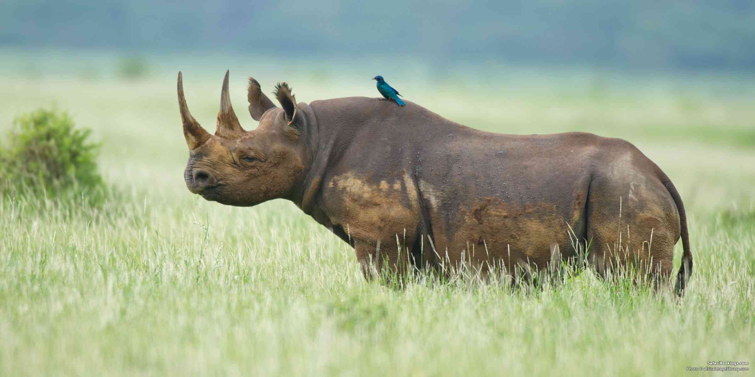 10 Travel Tips When Going on an African Safari