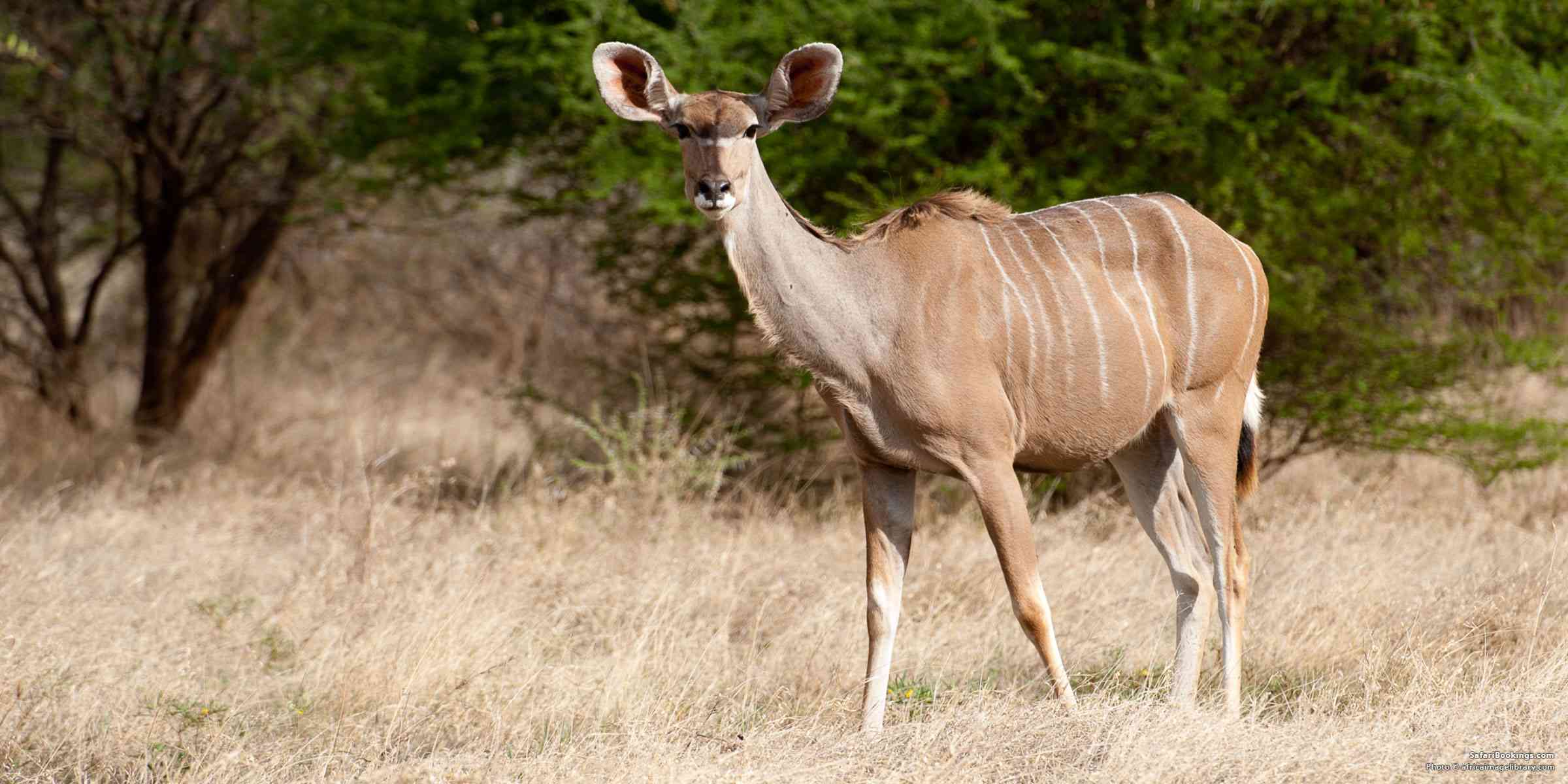 5 Fabulous Facts of the Greater Kudu (Tragelaphus Strepsiceros)