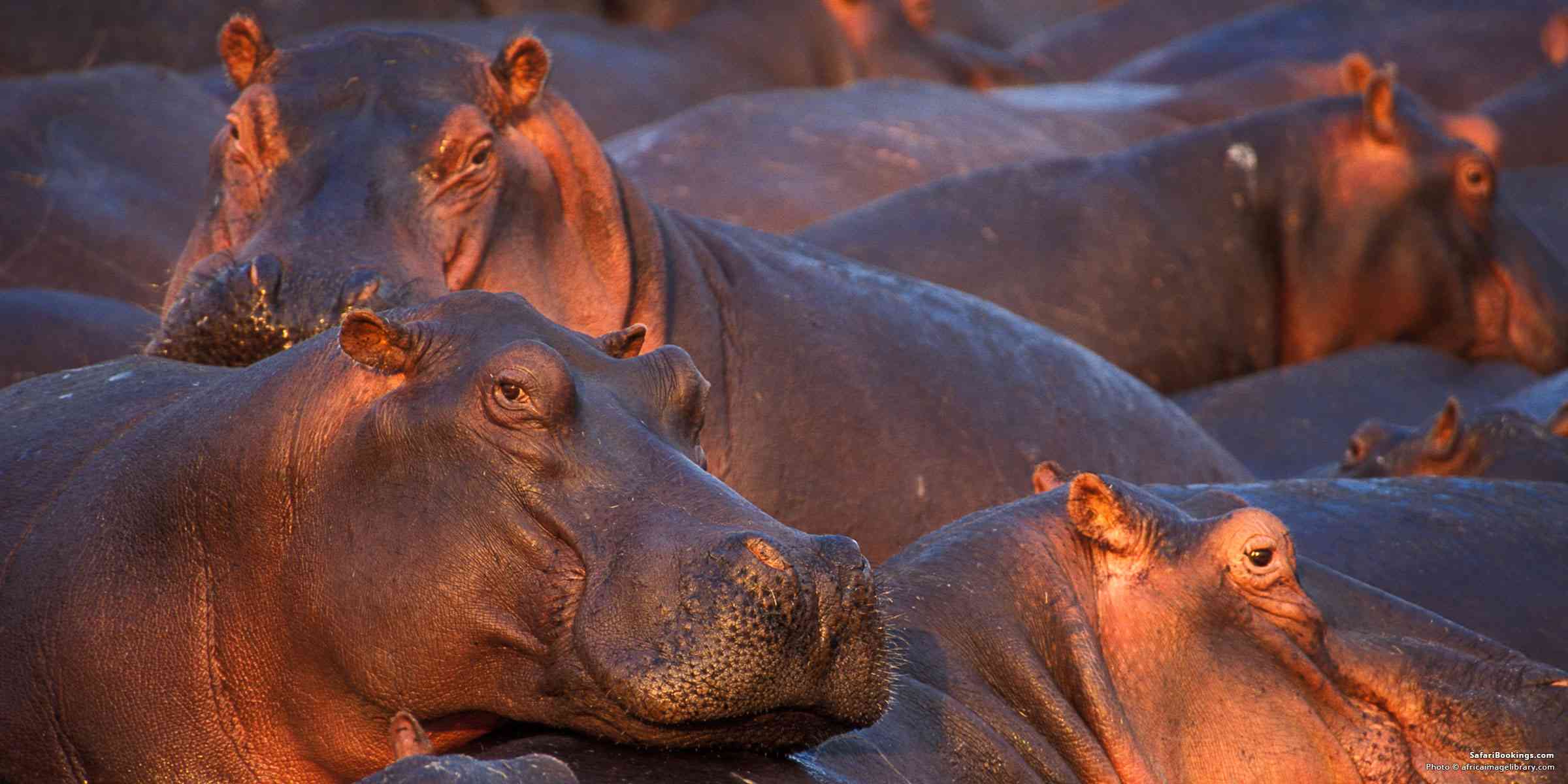 Hippos in Katavi National Park