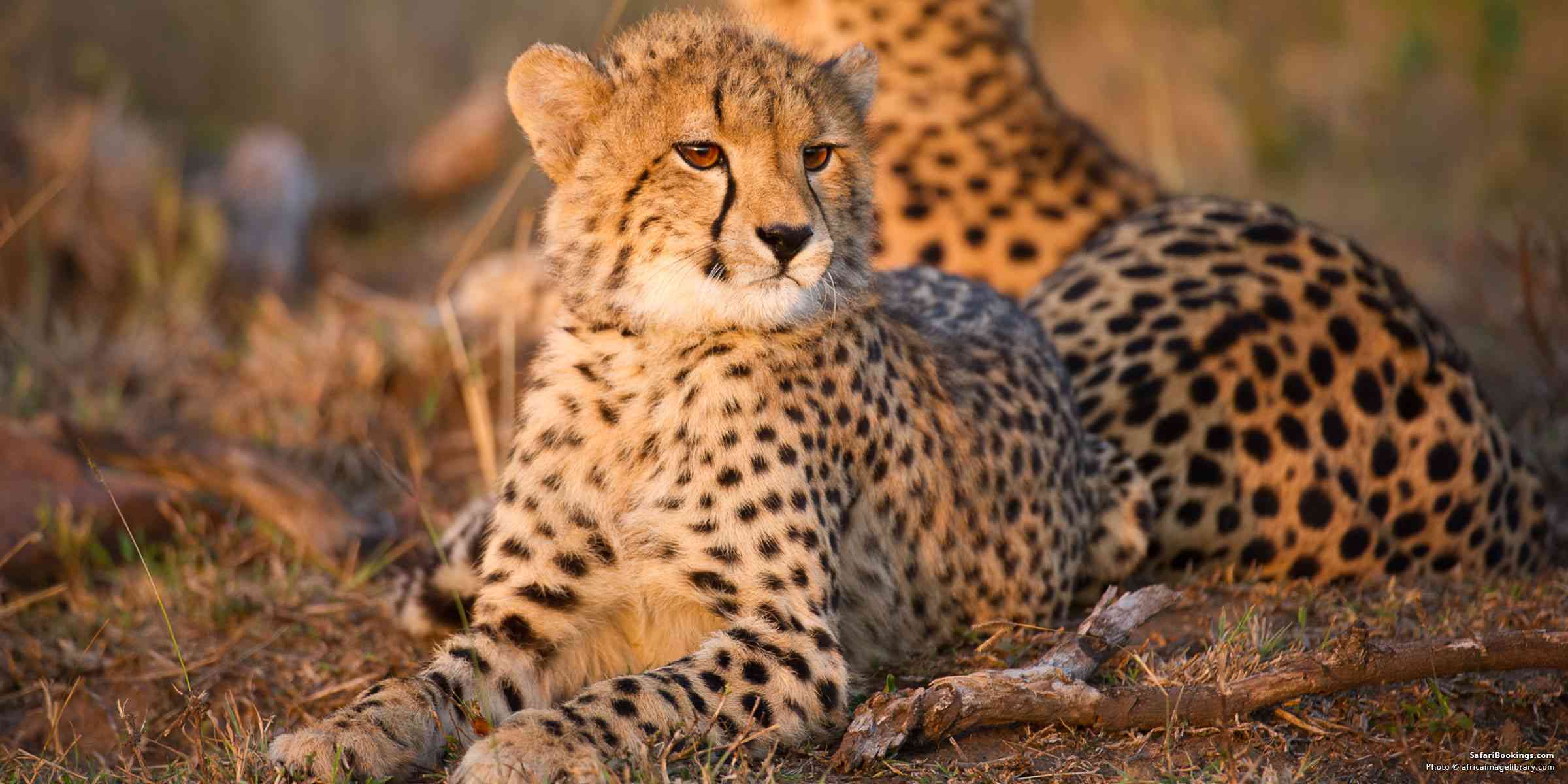 Four South African Parks in the Top 10 Best Safari Parks of Africa