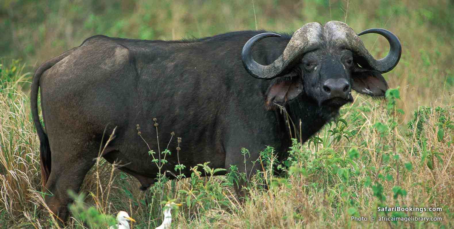 Buffalo bull in Arusha National Park