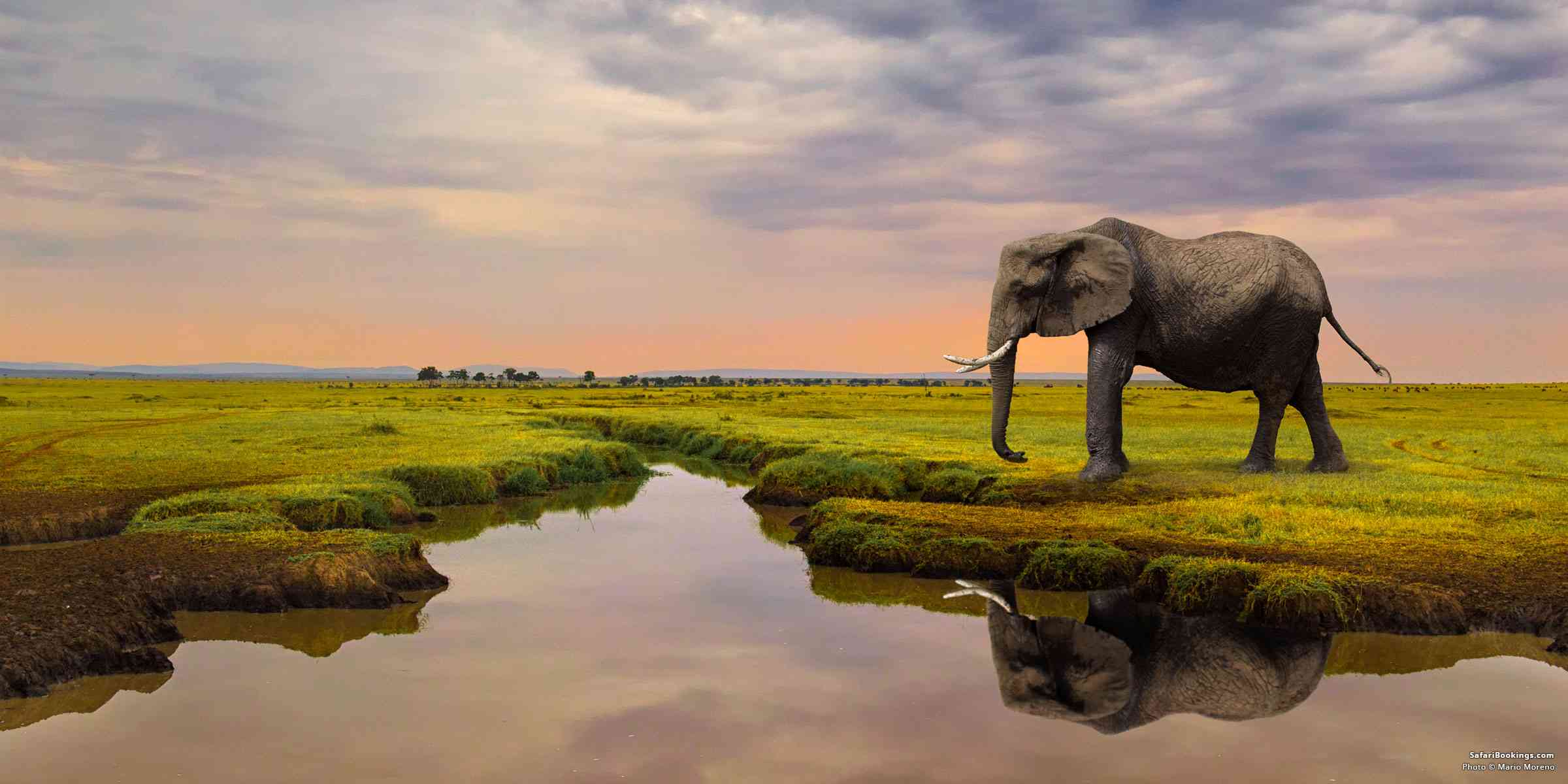 5 Fascinating Facts About the African Elephant