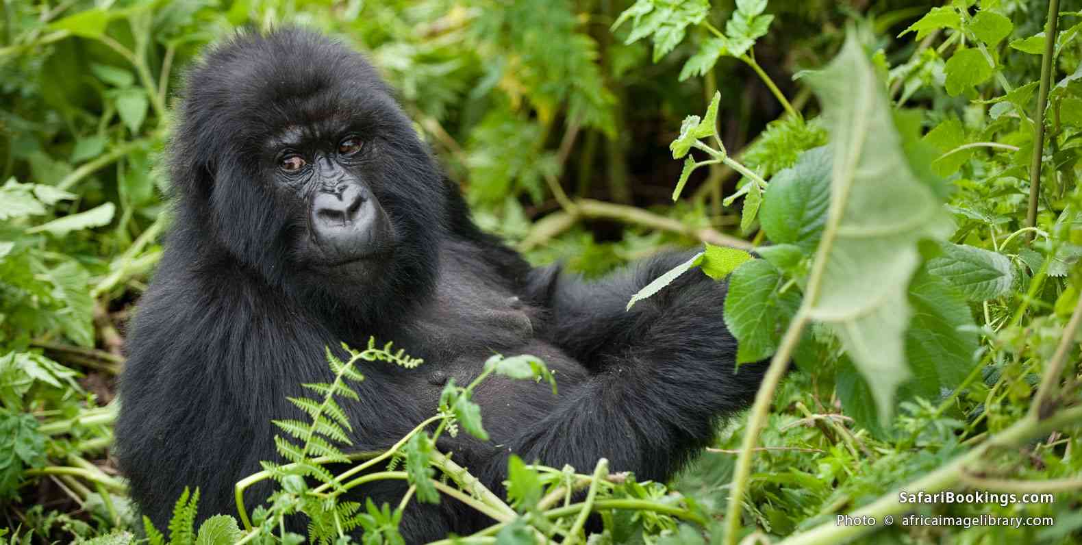 Mountain gorilla in Volcanoes National Park