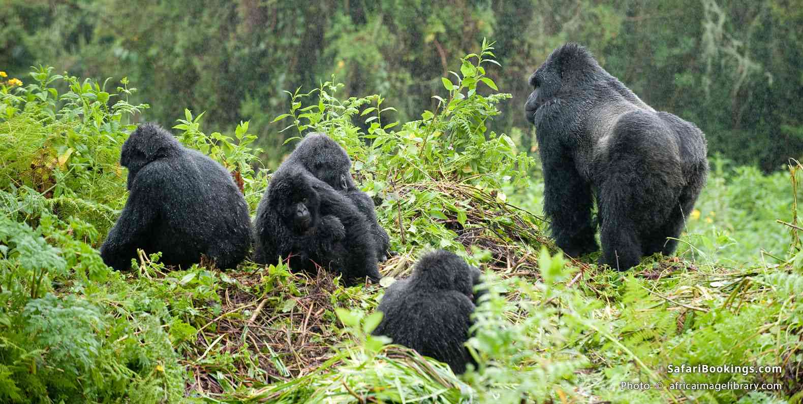 Mountain gorilla family with silverback in Volcanoes National Park