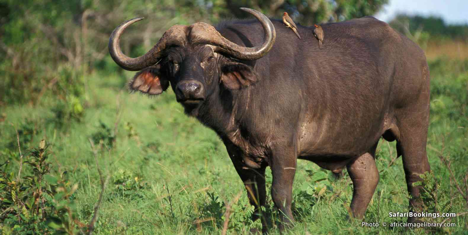 Buffalo with birds on its back in Shimba Hills National Reserve