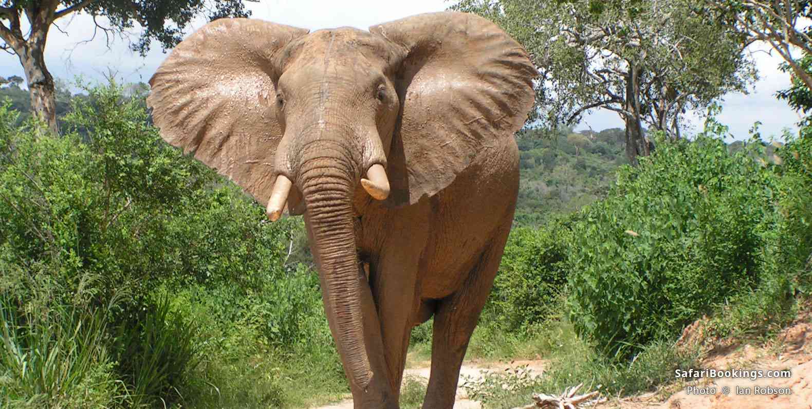 Elephant at Mwaluganje Elephant Sanctuary