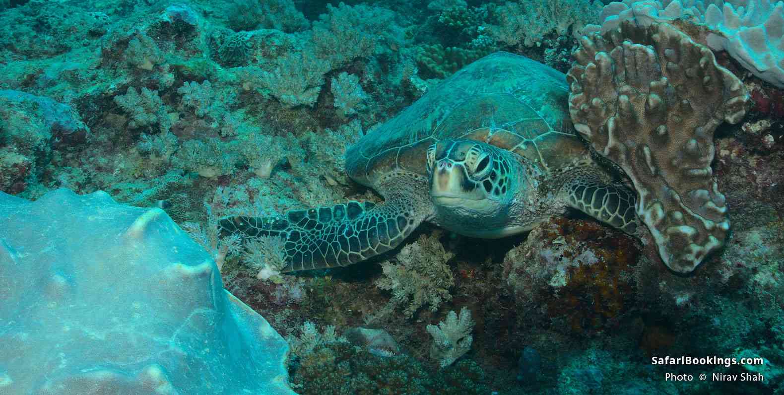 Turtle in Watamu Marine National Park