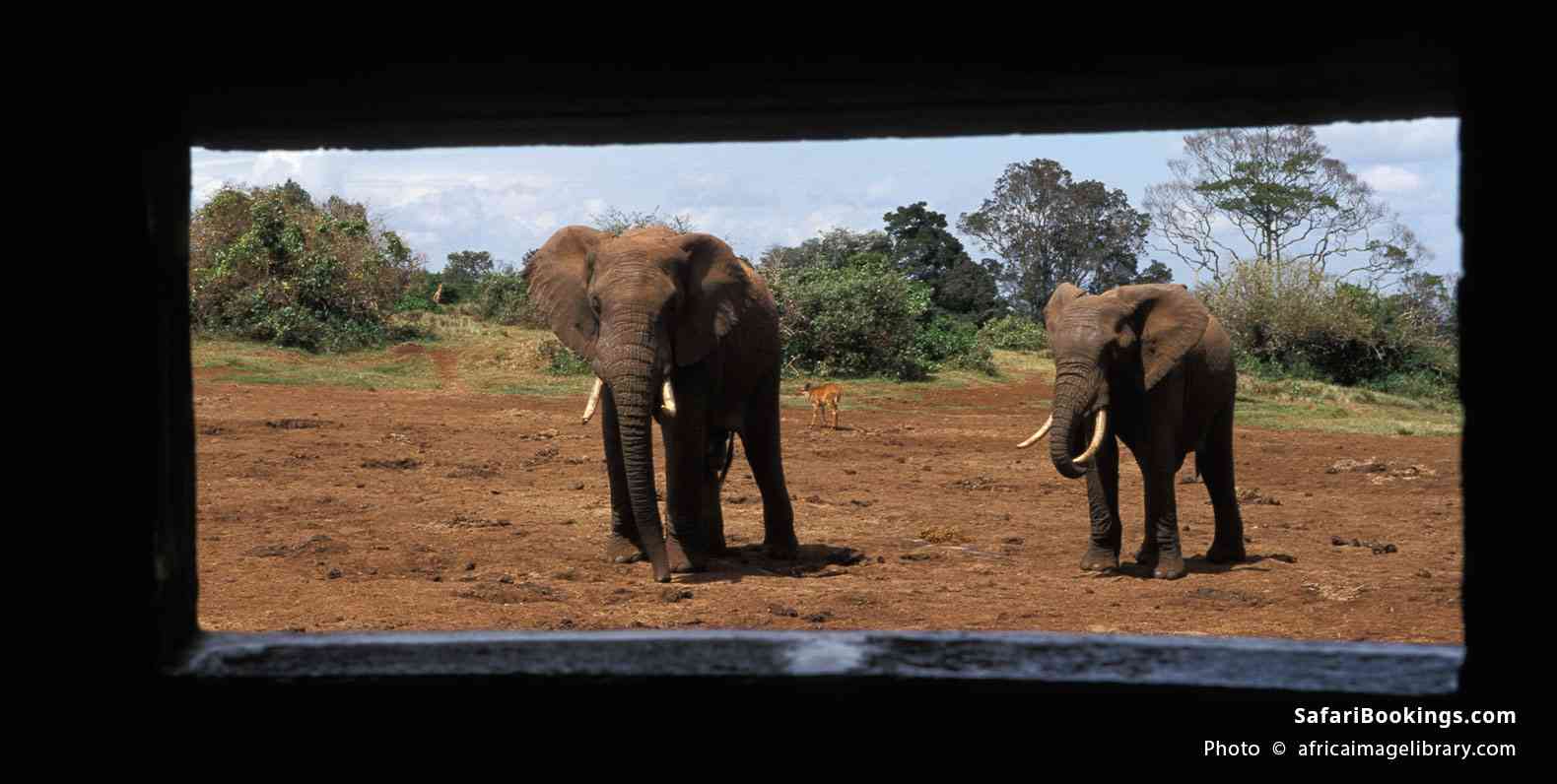 African elephants seen from a hide