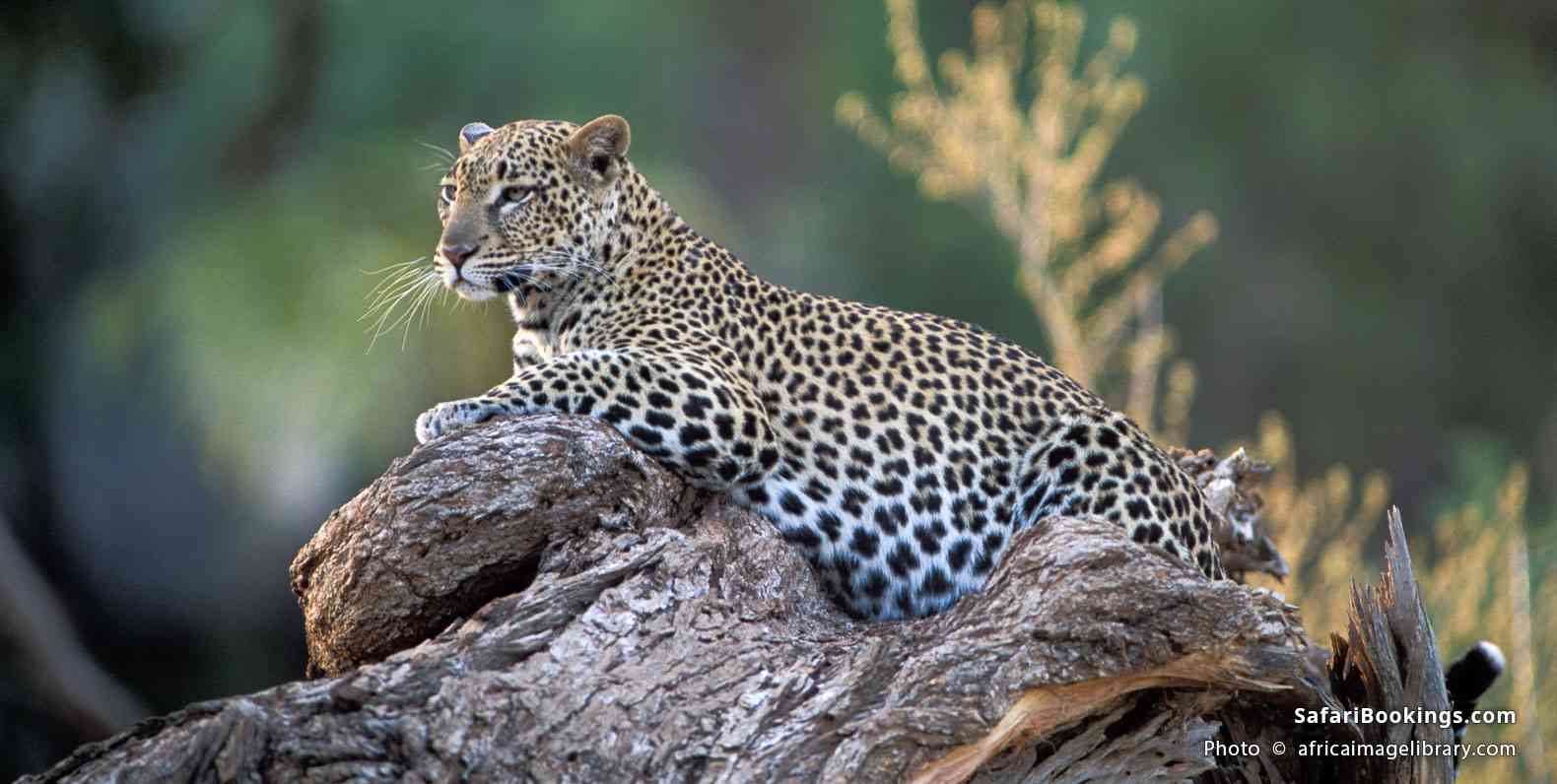 Leopard on an old fallen tree