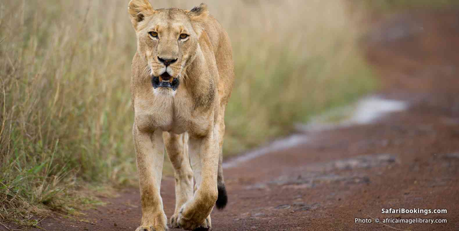 Lion