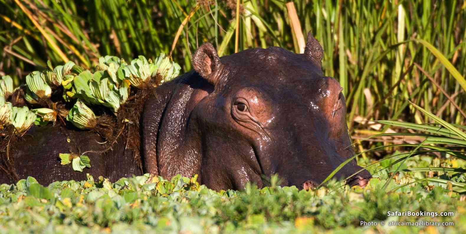 Hippo in Lake Edward, Queen Elizabeth National Park