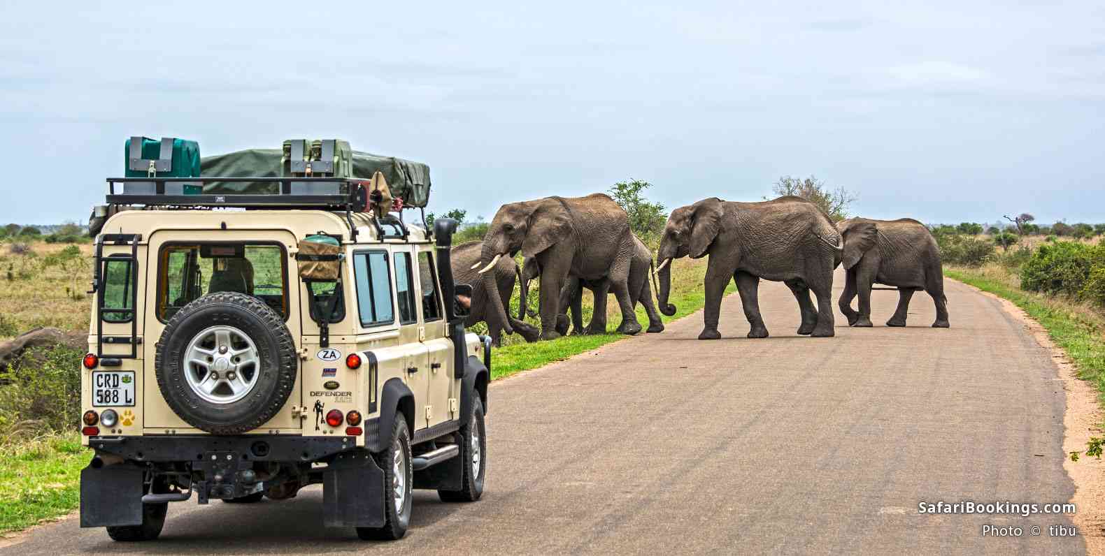 Game drive in Kruger National Park, South Africa