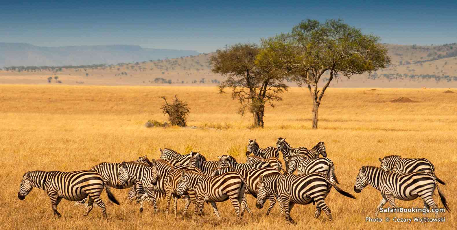 Zebra herd on the Serengeti plains