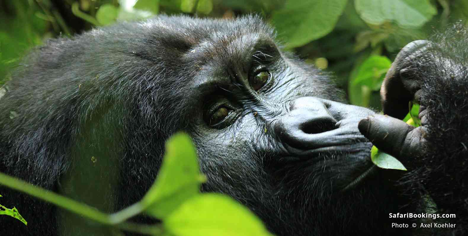 Mountain gorilla in Bwindi Impenetrable National Park