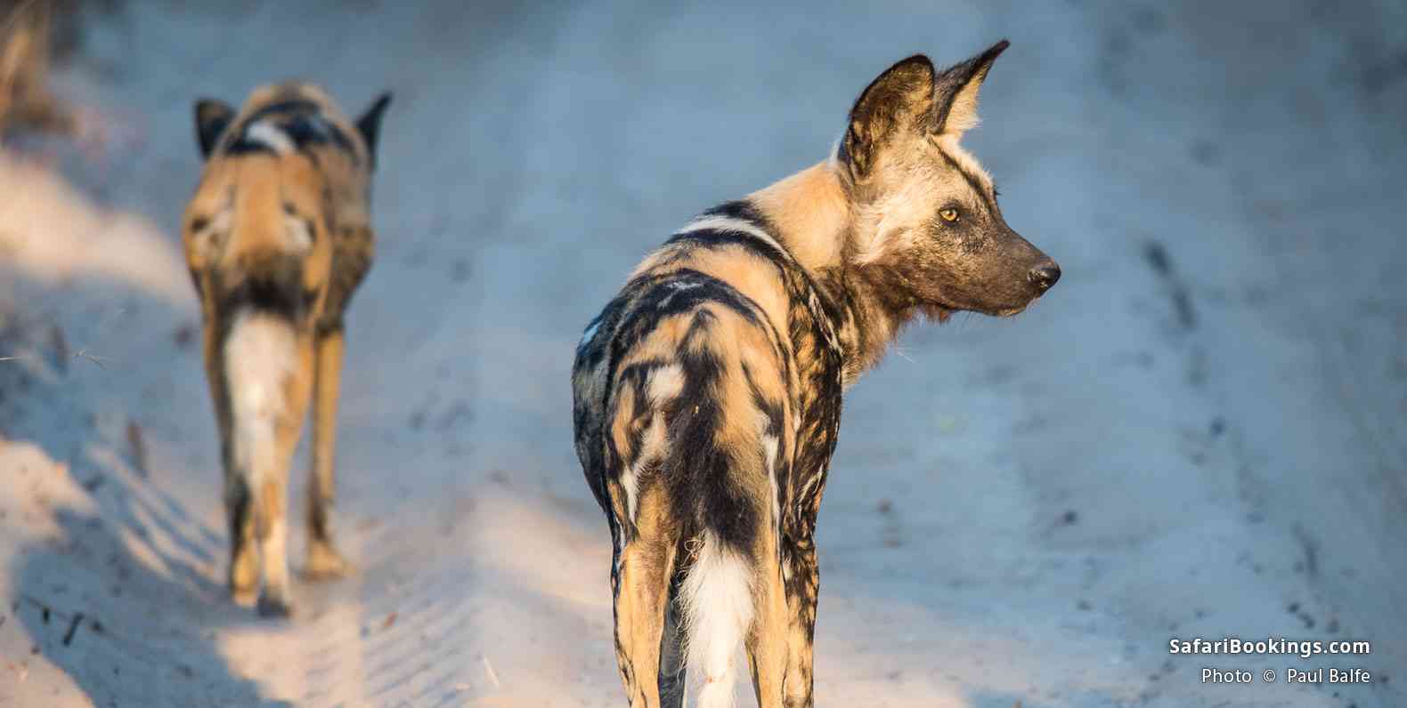 African wild dogs near Hwange National Park