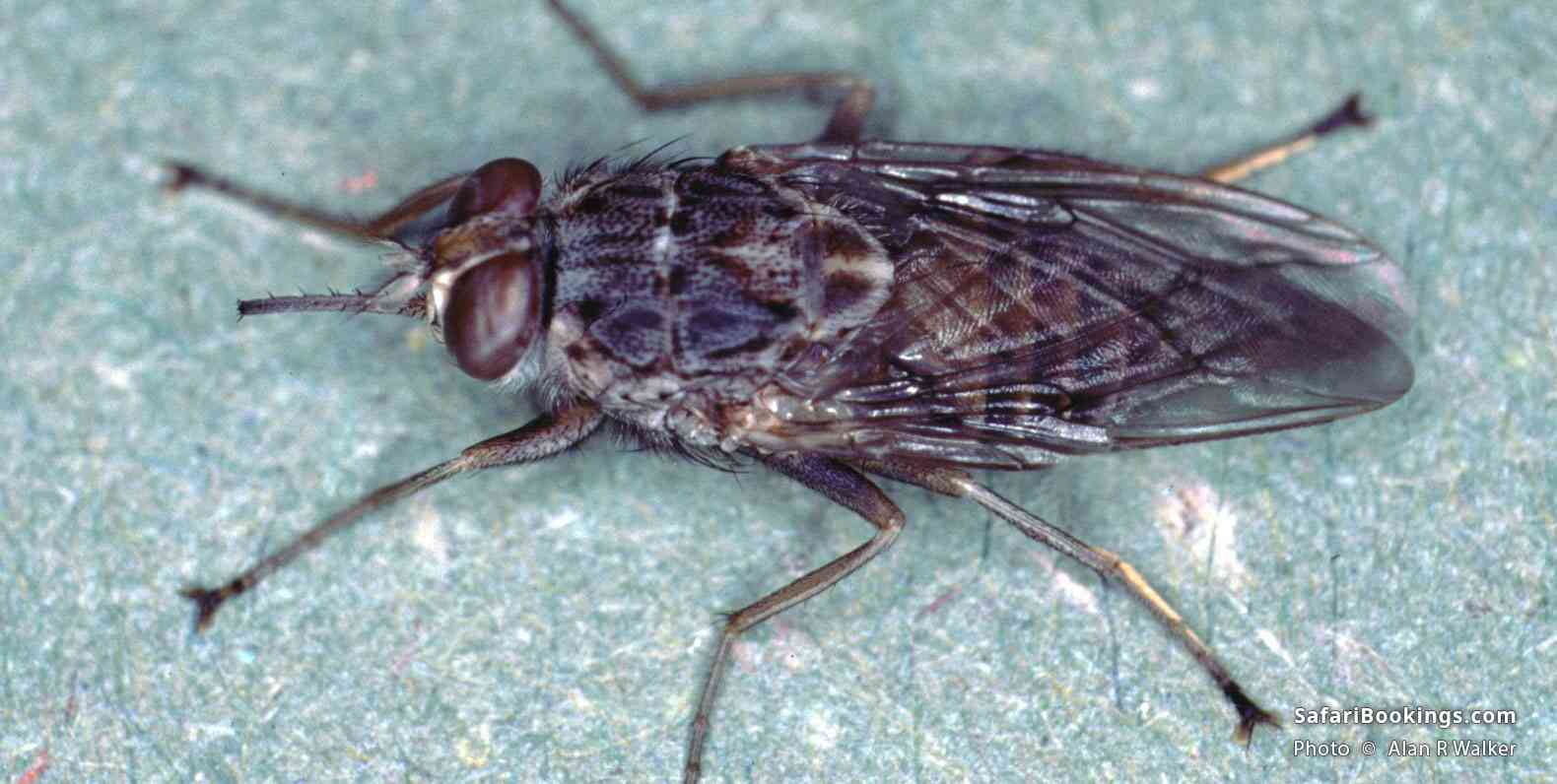 Tsetse fly