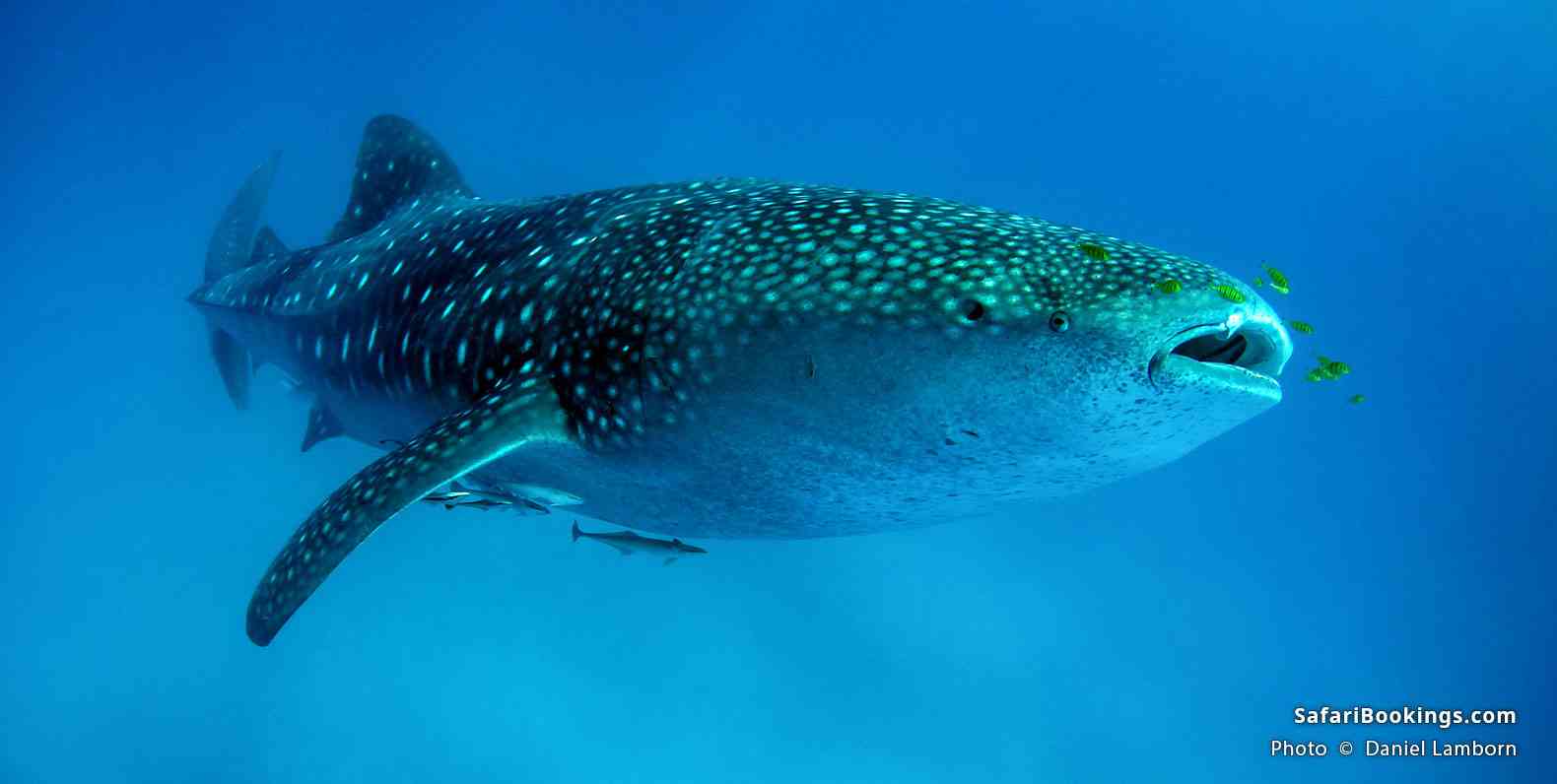 Whale shark with pilot fish around its mouth, Mafia Island
