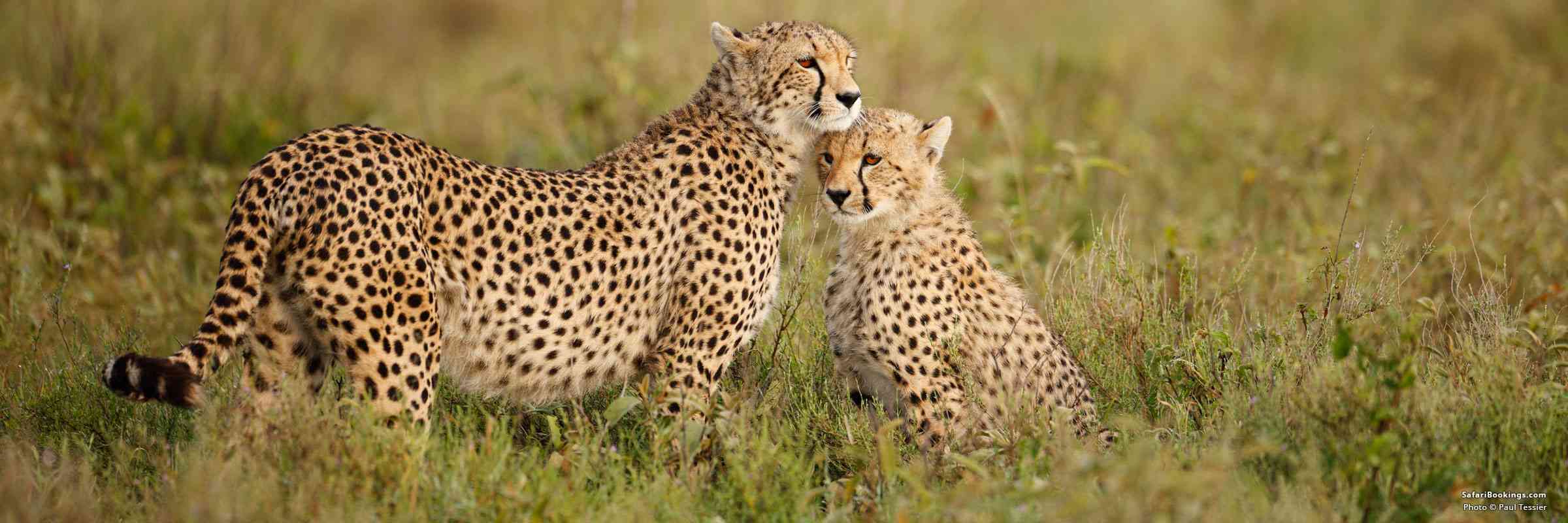 Top 10 Best African Safari Parks & Destinations of 2026