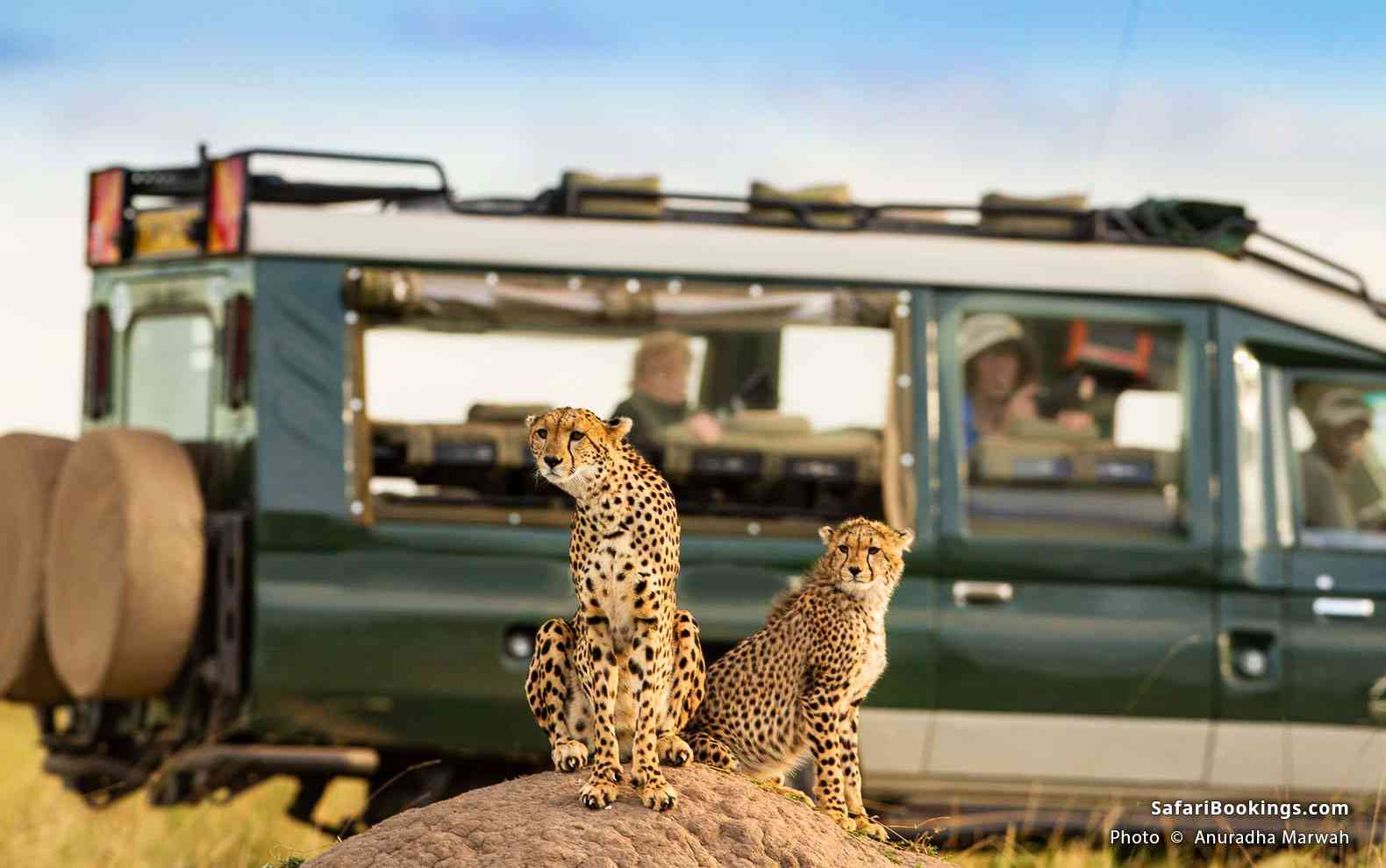Travelers watching cheetahs from a safari vehicle