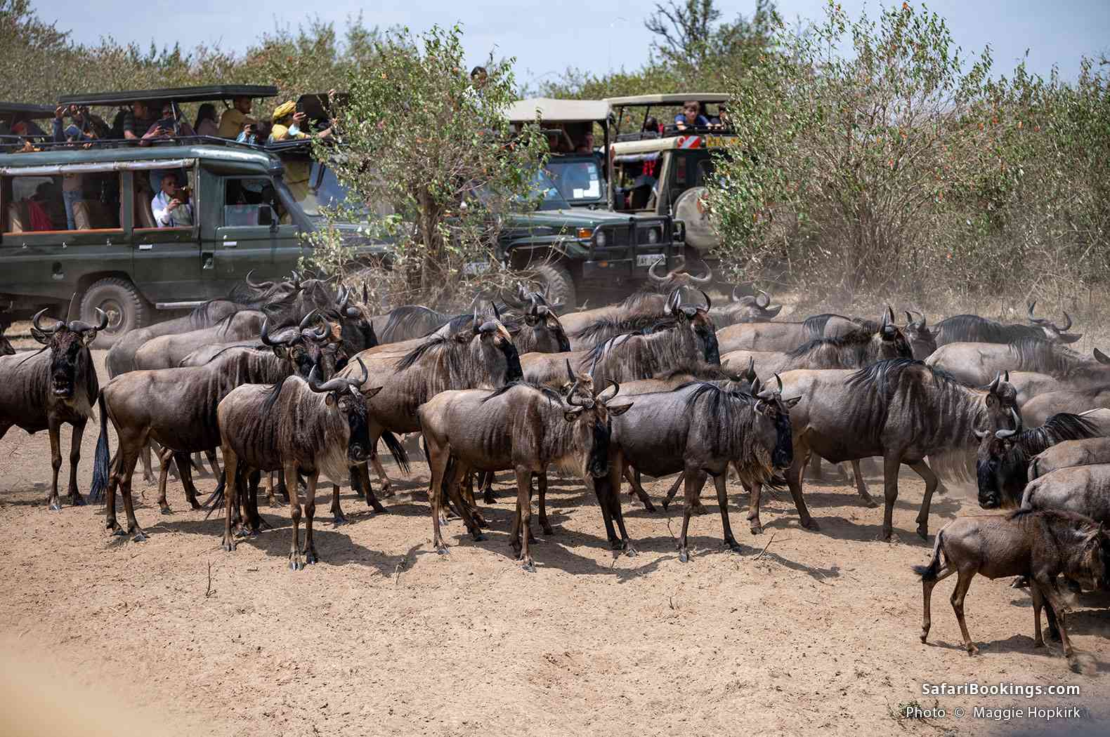 Travelers watching the wildebeest migration out of safari vehicles in Masai Mara National Park